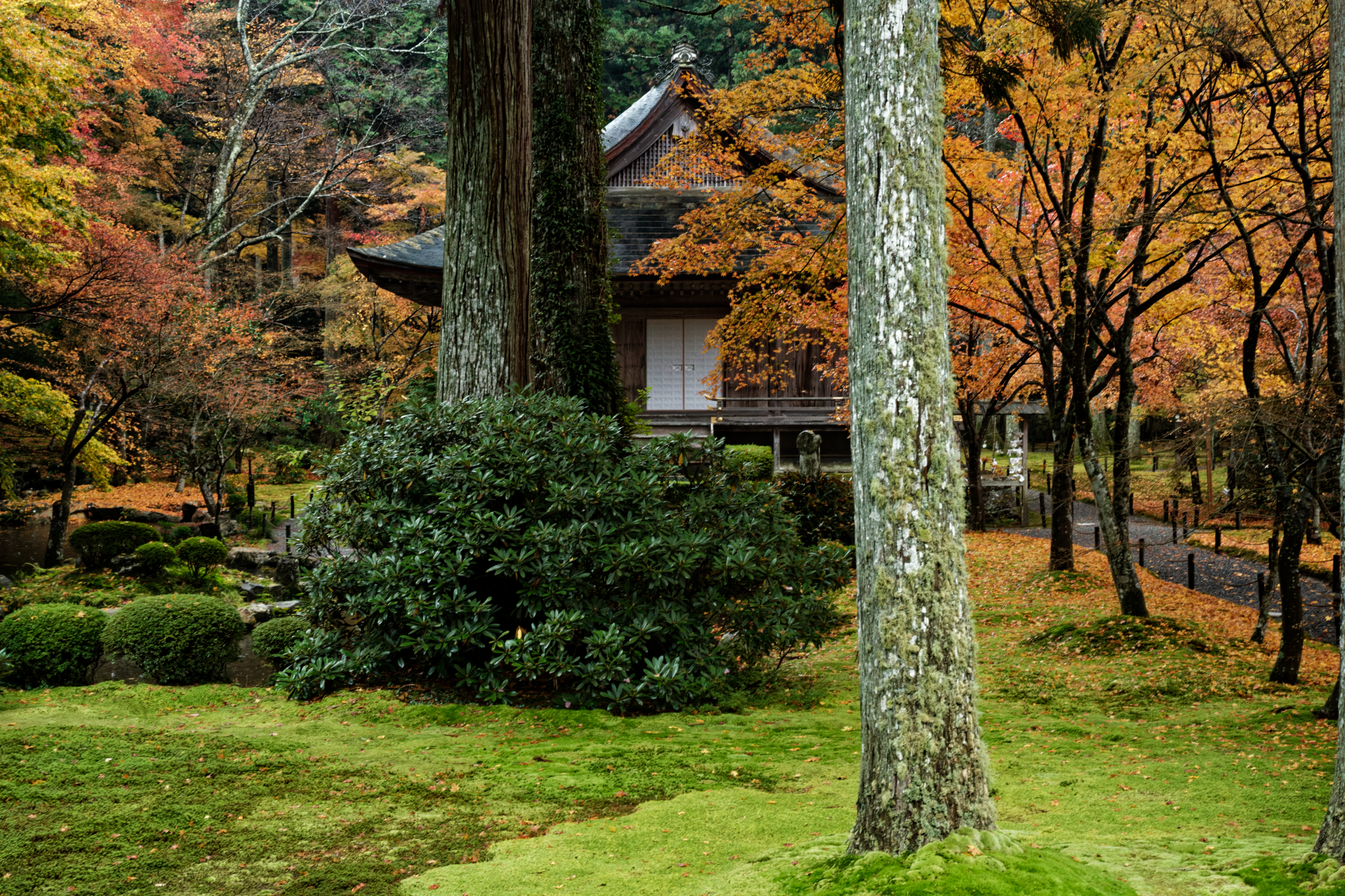 三千院の苔の庭と紅葉、木立の間に見える堂宇